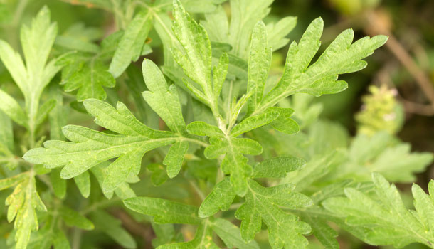 艾草