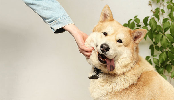狗狗皮膚病