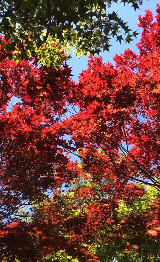 疫後小旅行盛夏上山賞 楓 紅 大人社團 與你一起實踐美好生活