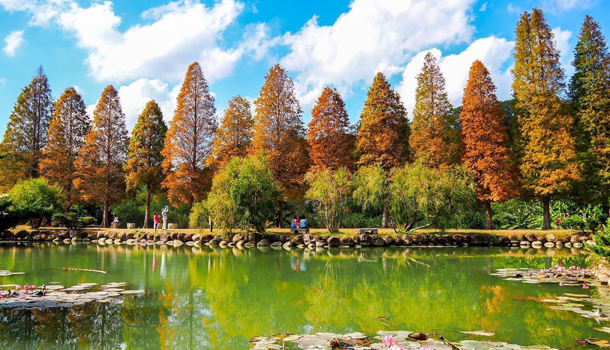 秋天玩什麼 賞芒賞楓賞銀杏 6個北台灣熱門景點一次整理