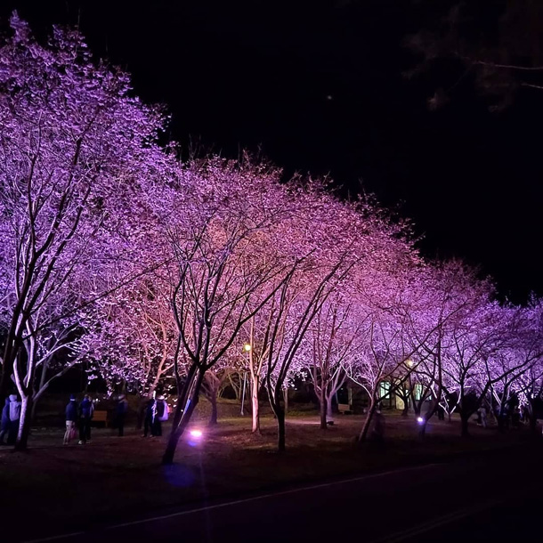 武陵農場夜櫻