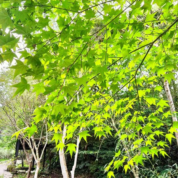 滿月圓國家森林遊樂區