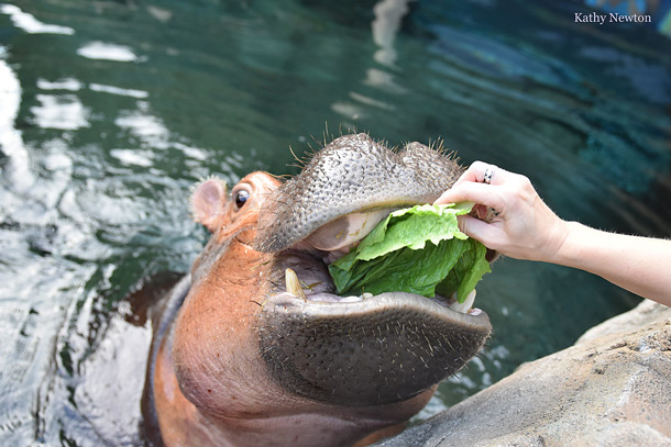 辛辛那提動物園河馬寶寶直播