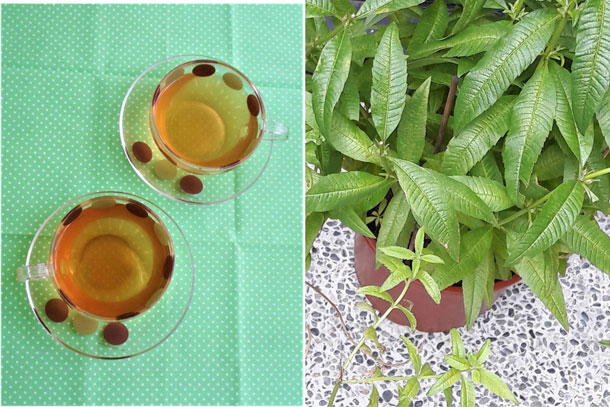 甜菊茶
